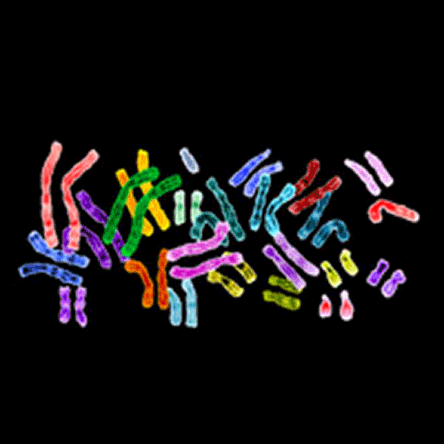 Human chromosomes