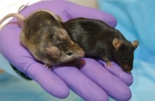 Laboratory mice 